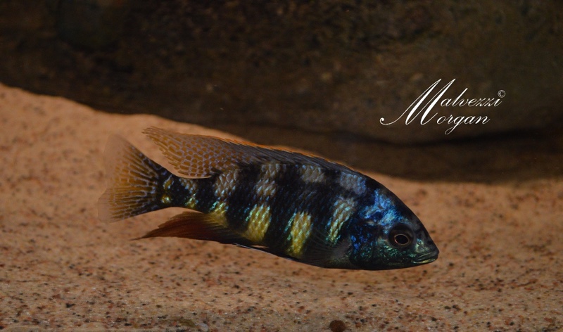 Protomelas sp. 'johnstoni solo'